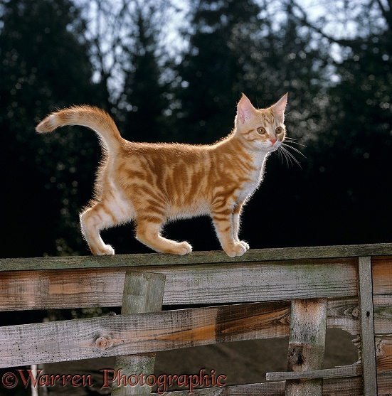 Ginger kitten standing on a garden fence