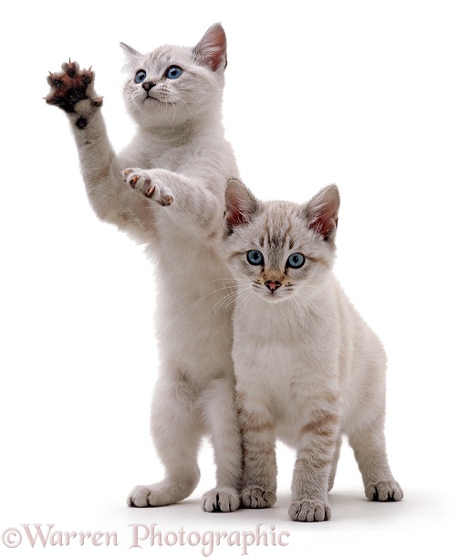 Two blue-eyed sepia snow Bengal kittens, one reaching up, white background