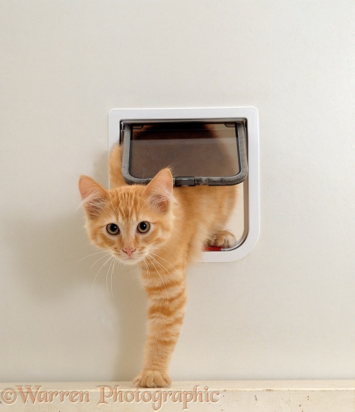 Ginger kitten coming through a catflap, white background