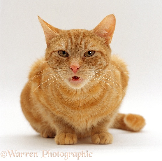 Female ginger cat, Lucky, flehmen after smelling the scent of her mate, white background
