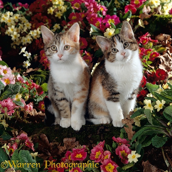 Tabby-tortoiseshell-and-white kittens, 11 weeks old, among pink and yellow primroses