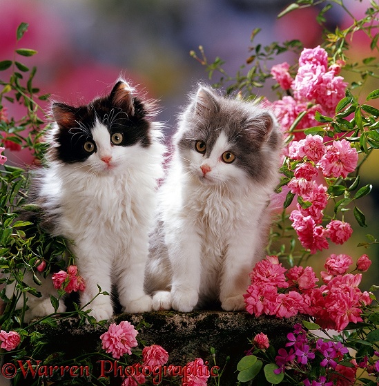 Black and Blue bicolour Persian-cross kittens (Cobweb x Nancy) among pink climbing roses