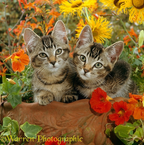 Short-haired ticked tabby kittens, 10 weeks old, on a clay urn with Nasturtiums, Montbretia and yellow daisies