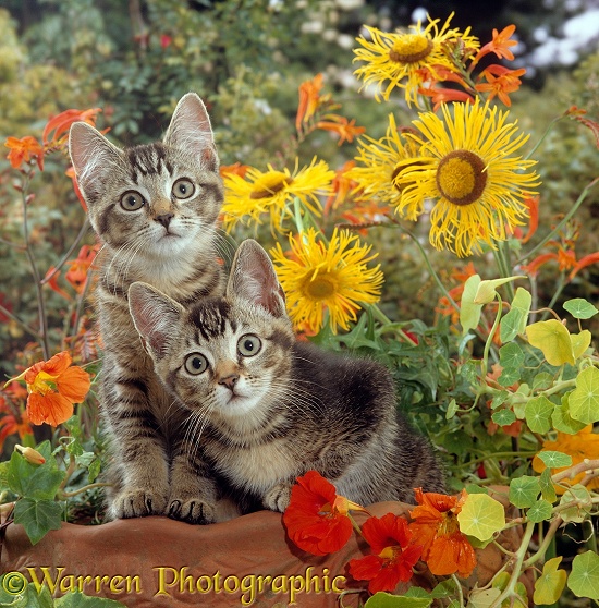 Short-haired ticked tabby kittens, 10 weeks old, on a clay urn with Nasturtiums, Montbretia and yellow daisies