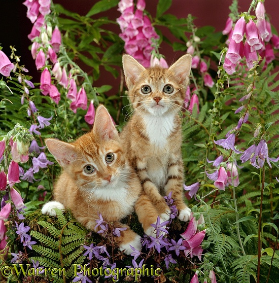Red male and Ginger female spotted tabby kittens, 10 weeks old, among Foxgloves and Bellflowers
