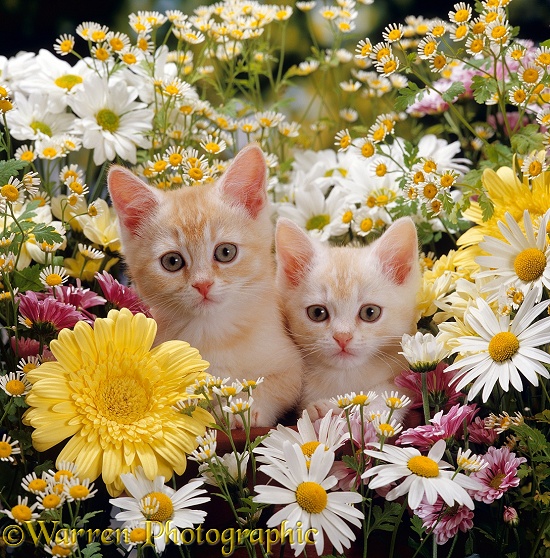 Two cream Burmilla kittens among Daisies and Feverfew