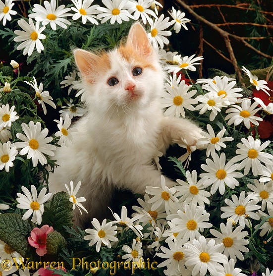 Turkish Van kitten among white daisies with pink Primulas