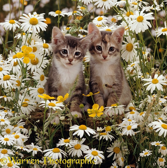 Burmese-cross kittens among ox-eye daisies and buttercups