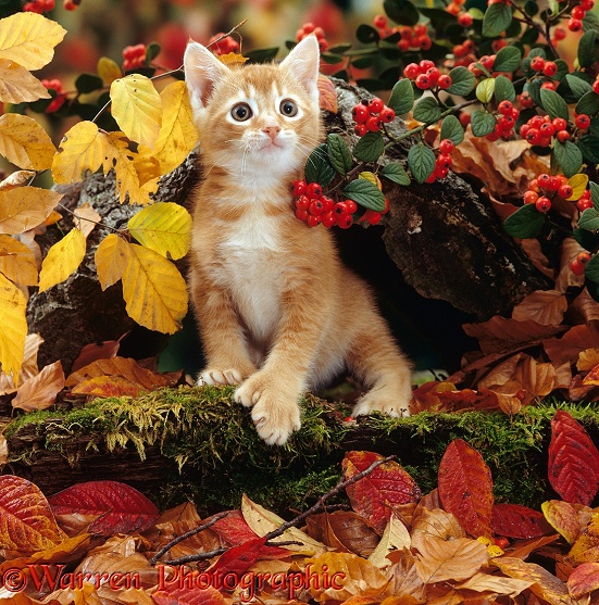 Ginger kitten among autumn leaves and Cotoneaster berries. Note - Kitten has extra toe (Polydactyl)