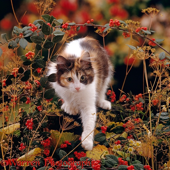 Young tortoiseshell-and-white cat among Cotoneaster berries and Ground elder seedheads
