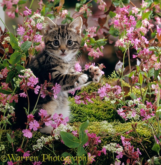 Tabby kitten, 8 weeks old, among Red campion and Hedge parsley