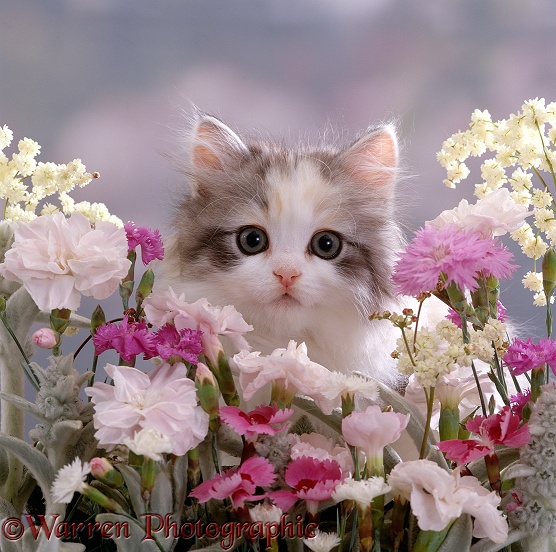 Silver tortoiseshell-and-white kitten, 8 weeks old, among Gillyflowers, Carnations and Meadowseed