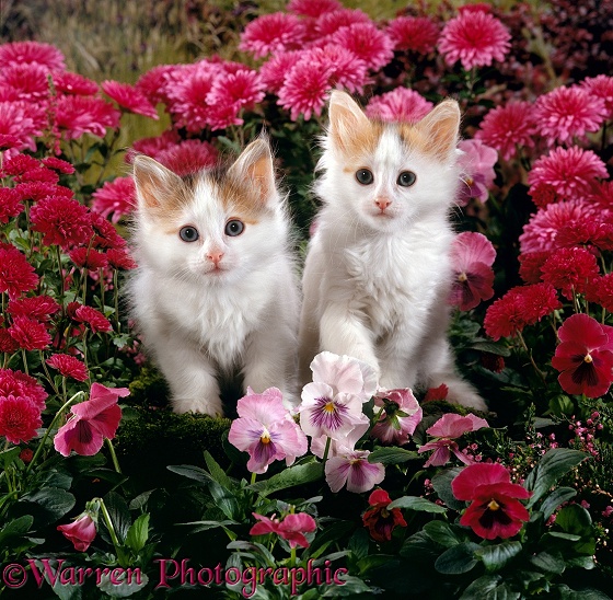 Tortoiseshell-and-white kittens, Mimi and Maisie, 7 weeks old, among Pink pansies and Chrysanthemums