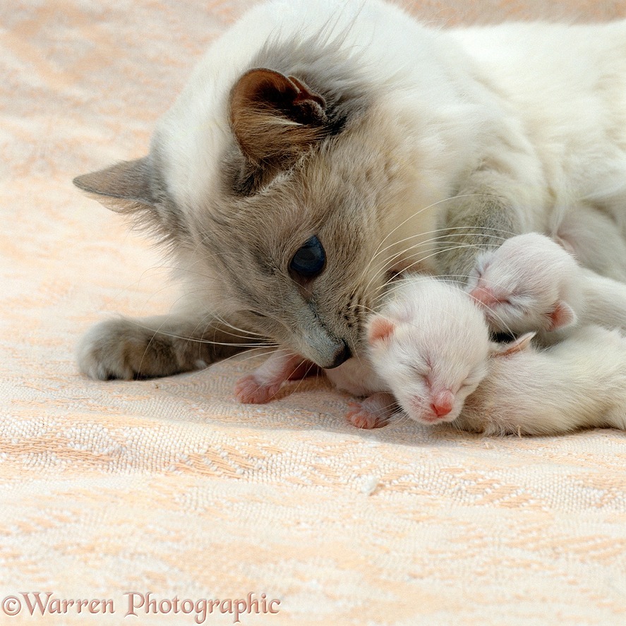 Balinese mother cat, Ryissa, with kittens, 3 days old