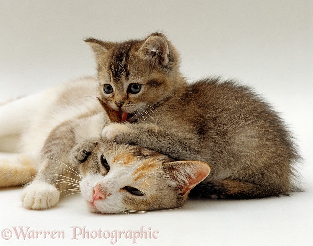 Silver tortoiseshell-and-white mother cat, Pearl, with her playful tabby kitten, 8 weeks old, licking her her, white background
