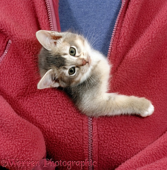 Person carrying blue ticked tabby kitten zipped into front of jacket