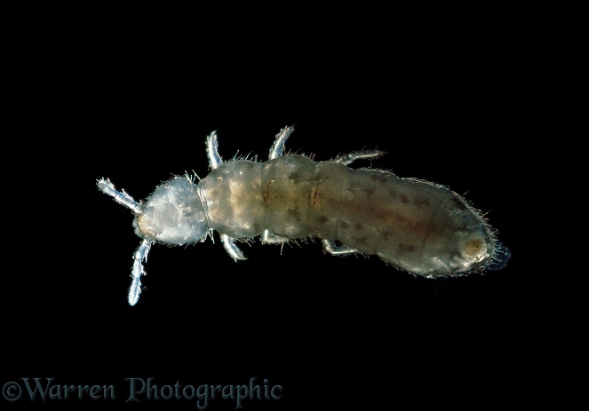 Springtail (Collembola) x10 magnification