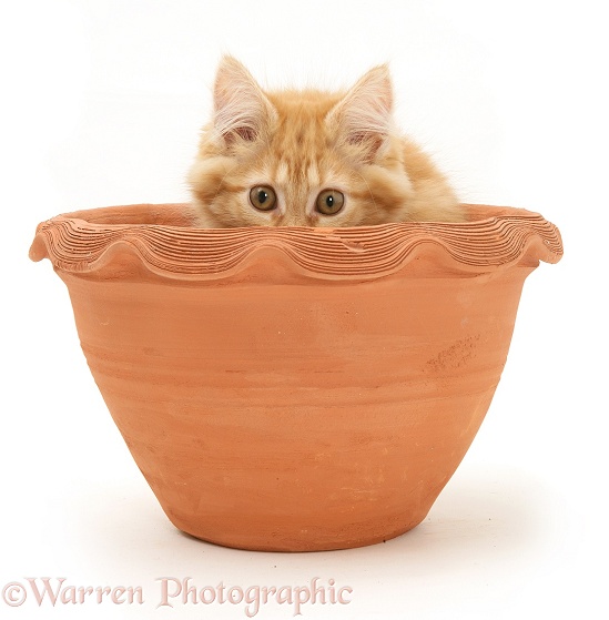 Ginger Maine Coon kitten hiding in a flowerpot, white background
