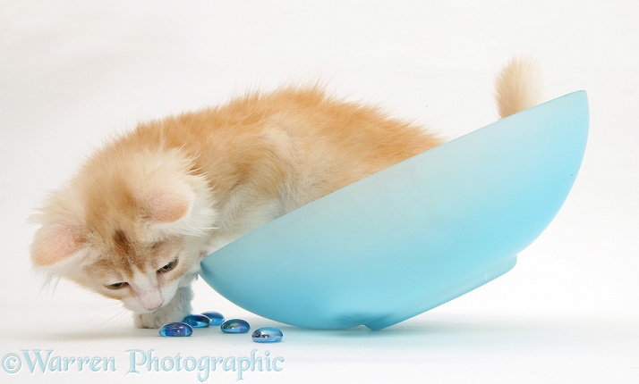 Ginger Maine Coon kitten playing in a blue glass bowl, white background