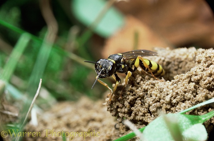 Field Digger Wasp (Mellinus arvensis) female at burrow entrance