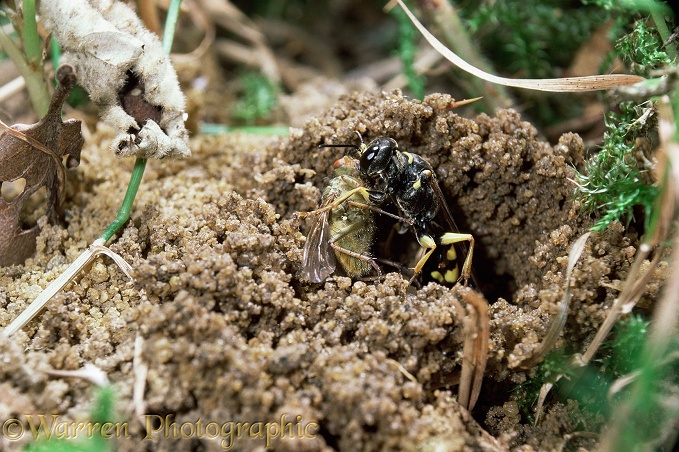 Field Digger Wasp (Mellinus arvensis) female taking fly prey into its burrow