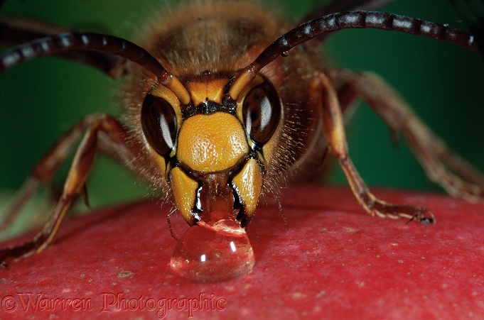 Hornet (Vespa crabro) male feeding on syrup
