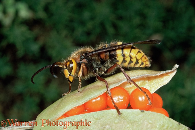Hornet (Vespa crabro) male on seed pod