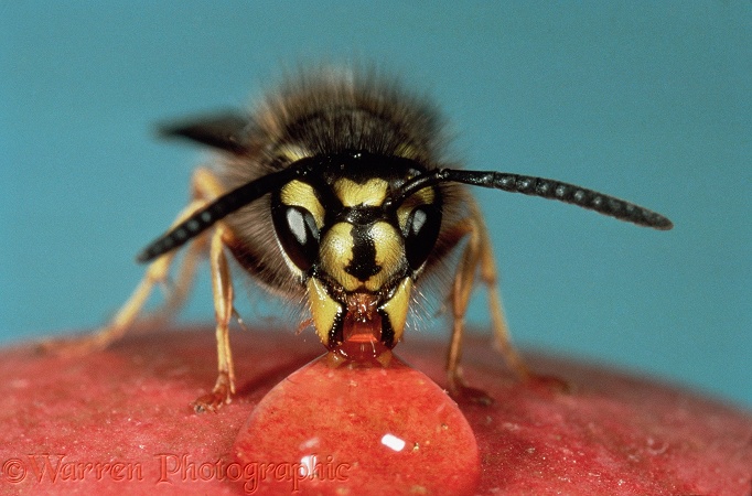 Common Wasp (Vespula vulgaris) worker feeding on syrup