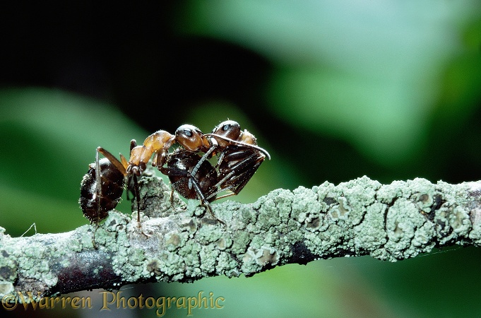 Wood Ant (Formica rufa) carrying another. Note curled body of carried ant