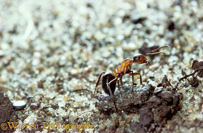 Wood Ant (Formica rufa) worker