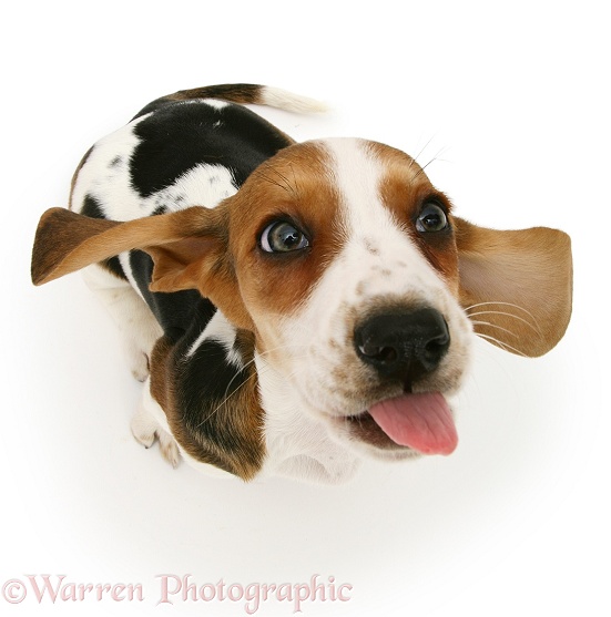 Basset pup looking up, with tongue out, white background