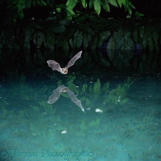 Natterer's Bat (Myotis nattereri) flying over and drinking from a woodland pool.  Europe