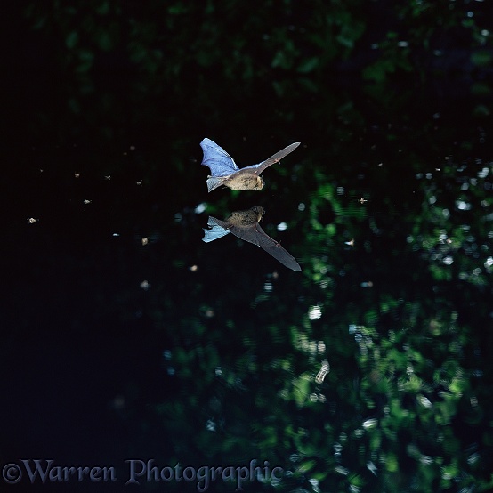 Pipistrelle Bat (Pipistrellus pipistrellus) flying over and drinking from a woodland pool
