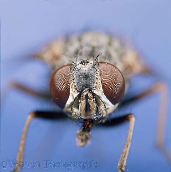 House Fly (Musca domestica) close up of head of female