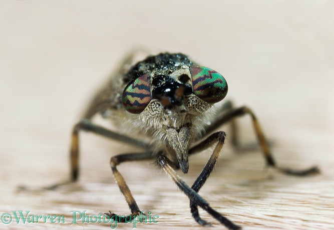 Close up of Horsefly or Cleg fly (Haematopota pluvialis) female