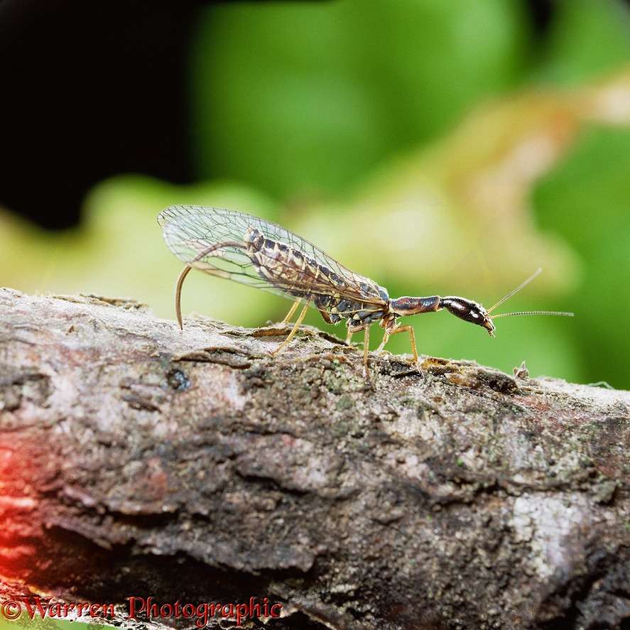 Snake fly (Raphidia notata) preparing to lay eggs in branch