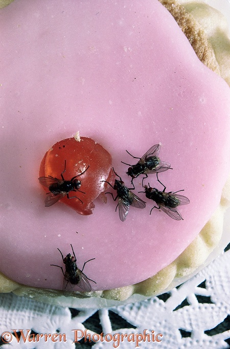 Common House Flies (Musca domestica) on iced cake