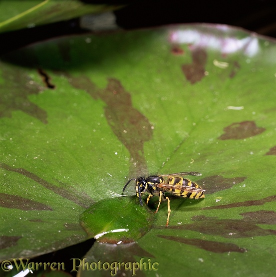Saxony Wasp (Dolichovespula saxonica) drinking water from lily pad.  Europe