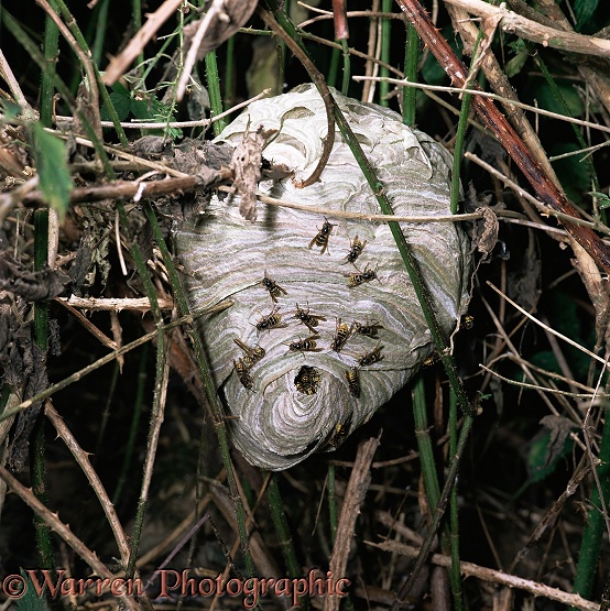 Median Wasp (Dolichovespula media) nest with workers ready to attack.  Europe