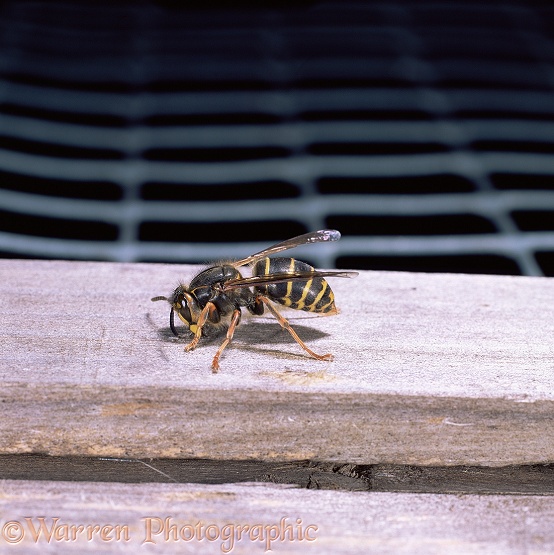 Median Wasp (Dolichovespula media) worker collecting wood pulp for nest.  Europe