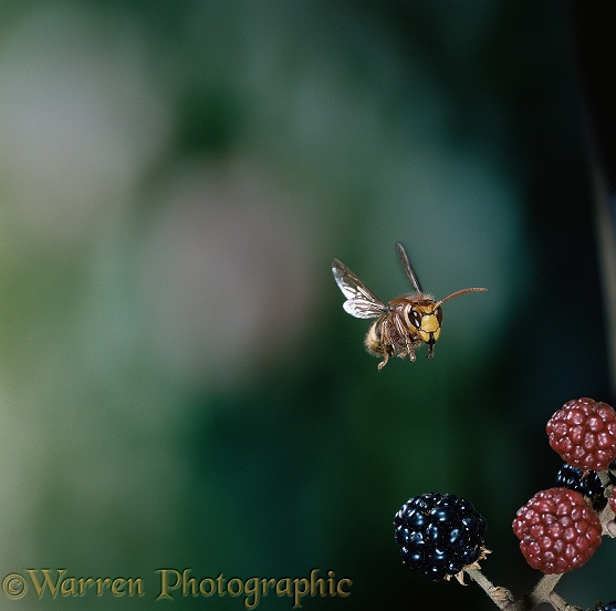 Hornet (Vespa crabro) flying towards blackberries