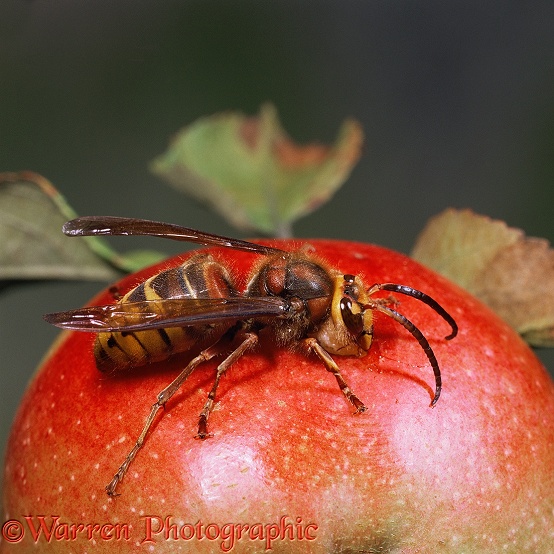 Hornet (Vespa crabro) male feeding on apple