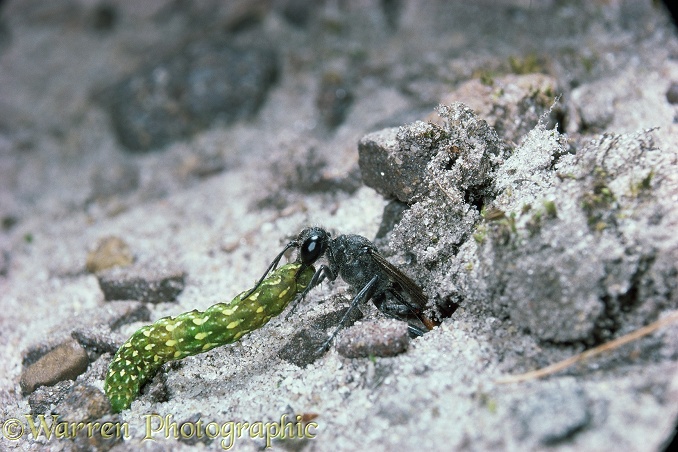 Sand Wasp (Ammophila pubescens) taking caterpillar prey into its burrow