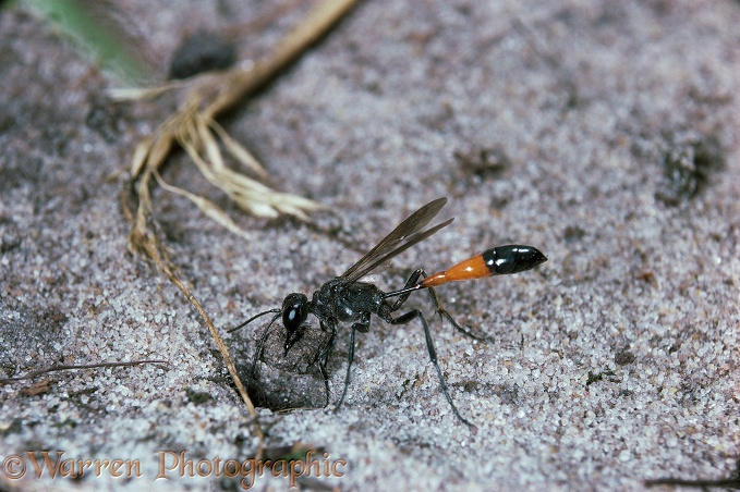 Sand Wasp (Ammophila pubescens) plugging its burrow entrance before going off hunting