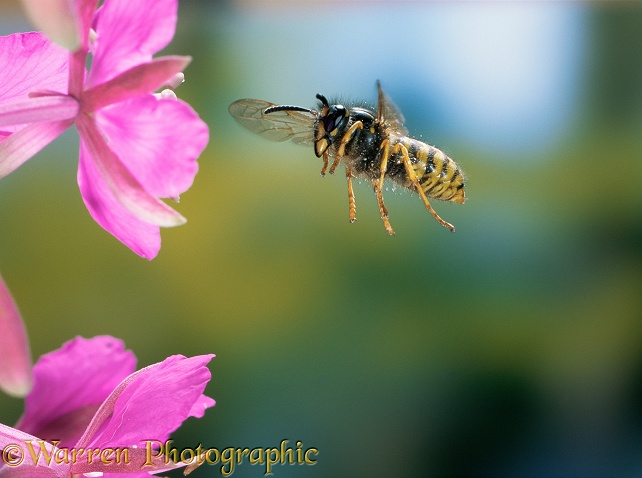 Saxony Wasp (Dolichovespula saxonica) worker flying to rosebay flower, UK
