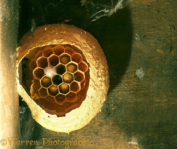European Hornet (Vespa crabro) early queen nest with larvae viewed from beneath, in a bird box