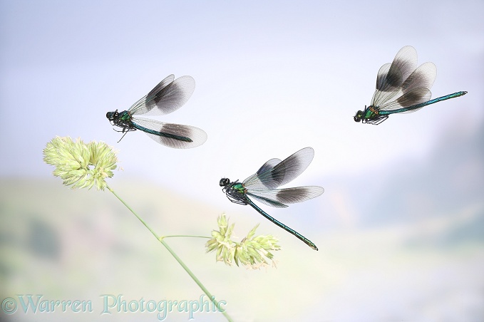 Banded Demoiselle (Calopteryx splendens) males in flight with cocksfoot grass