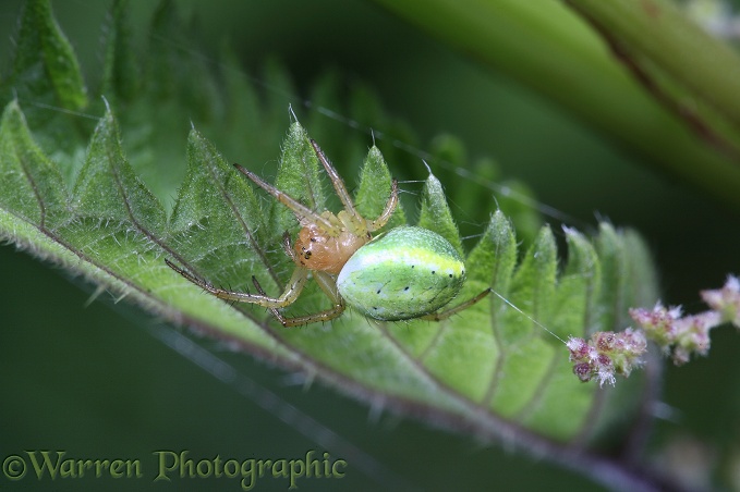 Green spider (Araniella cucurbitina) female on nettle leaf