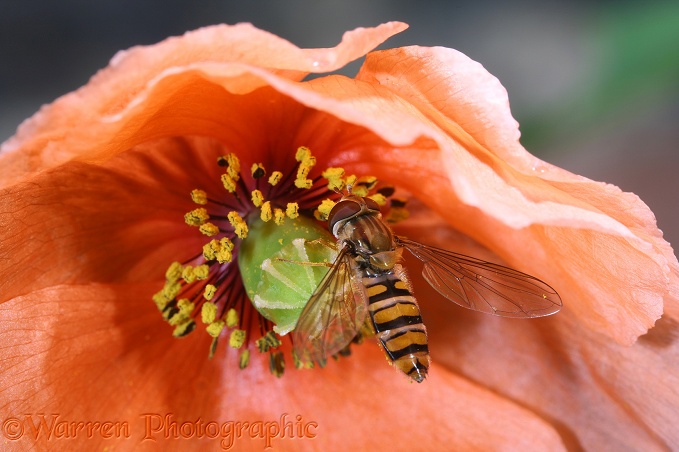 Marmalade Hoverfly (Episyrphus balteatus) feeding in orange poppy