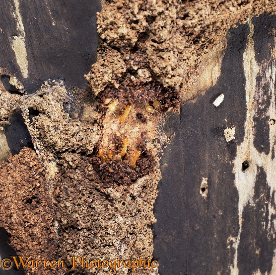 Tree termite workers repair tunnel up tree trunk. Repair work begins. Sequence 2/3.  East Africa